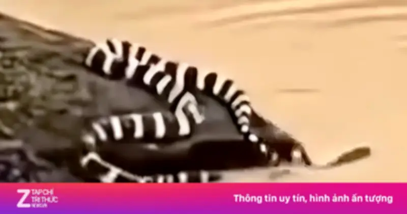 900 con rắn sổng chuồng trong lũ lịch sử ở Quảng Tây, một phụ nữ tử vong