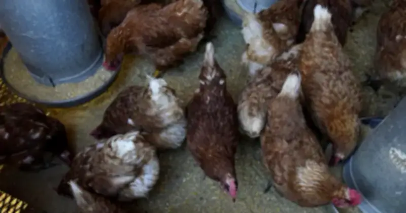 Bang New South Wales xác nhận ca nhiễm cúm gia cầm H5N1 đầu tiên
