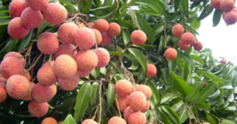 Bắc Ninh thu kỷ lục hơn 7.200 tỷ đồng từ vải thiều năm 2026