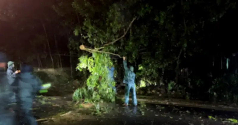Bão số 1 quần thảo Móng Cái suốt đêm: Cây đổ, mất điện, thiệt hại hàu