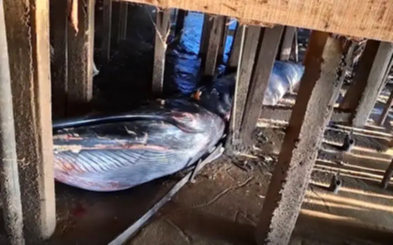 Cá voi xanh dài 12 mét mắc cạn giữa làng ven biển Indonesia