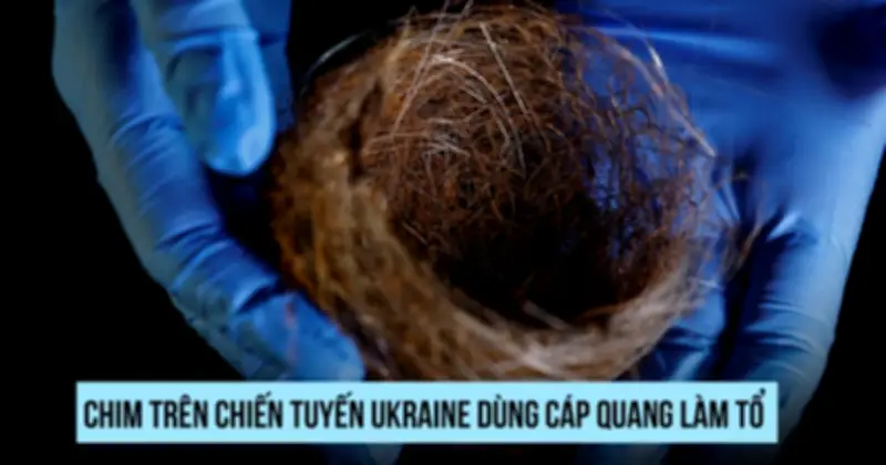 Chim dùng cáp quang làm tỏ gần tiền tuyến Ukraine