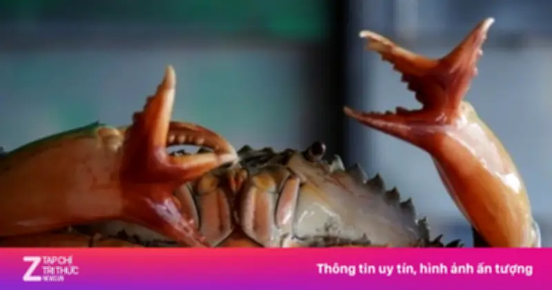 Cua biển Cà Mau đột biến có 2 càng 4 kẹp gây xôn xao