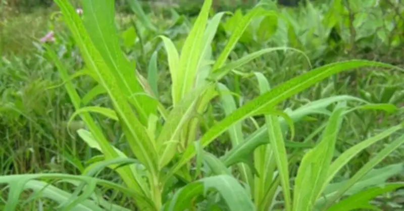 Cây bồ công anh: Vị thuốc quý cho người tiểu đường