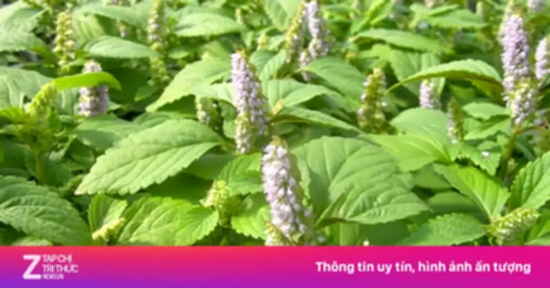 Cây kinh giới: Thảo dược quý ngừa nhiều bệnh, dễ trồng tại vườn