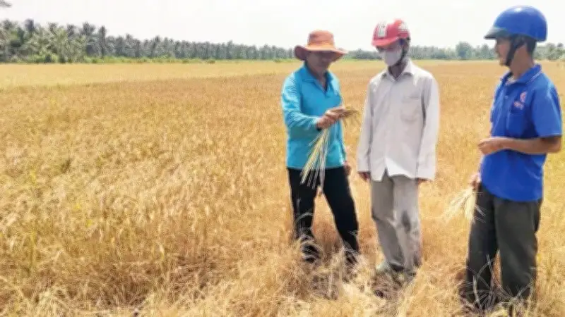 El Nino quay lại, cảnh báo hạn hán và xâm nhập mặn diện rộng đến năm 2027