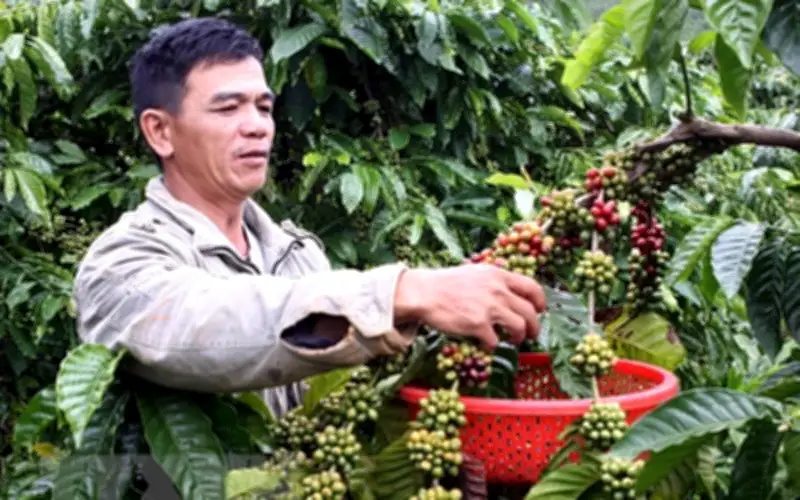 Giá cà phê Arabica tăng 6,7% do mưa lớn tại Brazil gây lo ngại thu hoạch