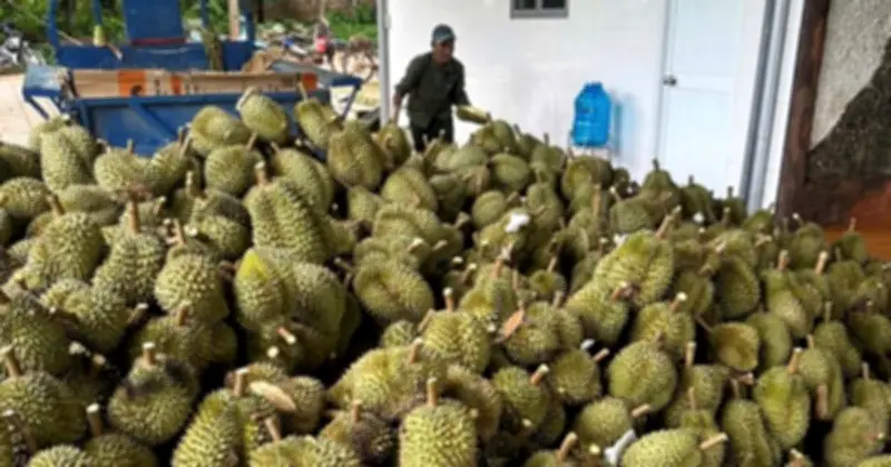 Giá sầu riêng lao dốc: Chất lượng và vùng nguyên liệu là điểm nghẽn