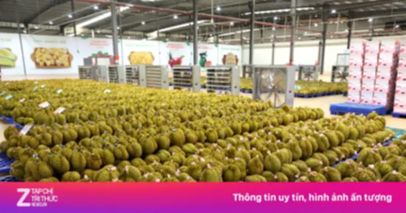 Giá sầu riêng lao dốc, điểm nghẽn chất lượng và vùng nguyên liệu lộ diện