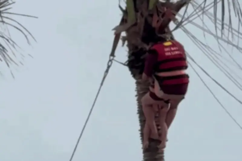 Hai mẹ con mắc kẹt trên cây dừa sau sự cố dù bay ở Hạ Long