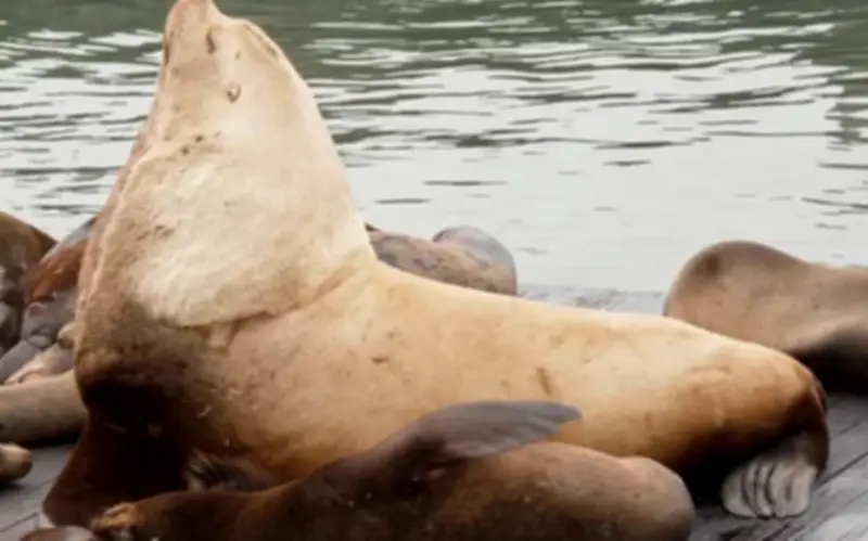 Hải sư 'Chonkers' nặng gần 1 tấn gây sốt tại cảng Pier 39 San Francisco