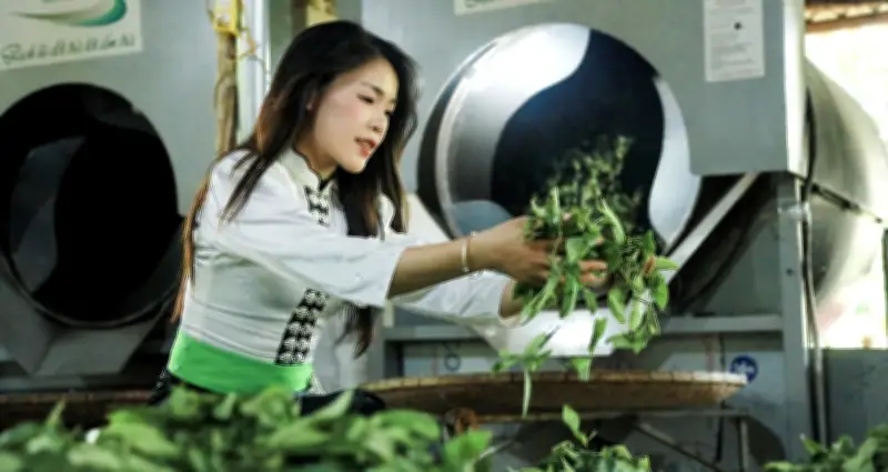Đồi chè Co Hón thức giấc sau mưa, người dân phấn khởi thu hoạch