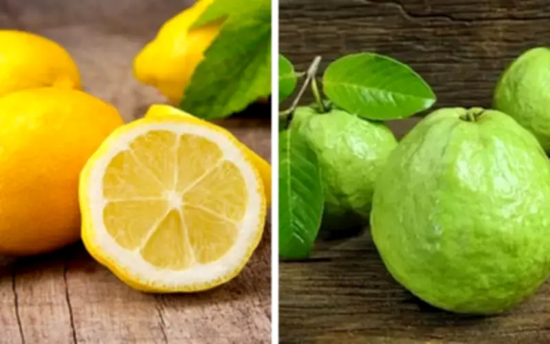 Ổi hay chanh giàu vitamin C hơn? Kết quả bất ngờ