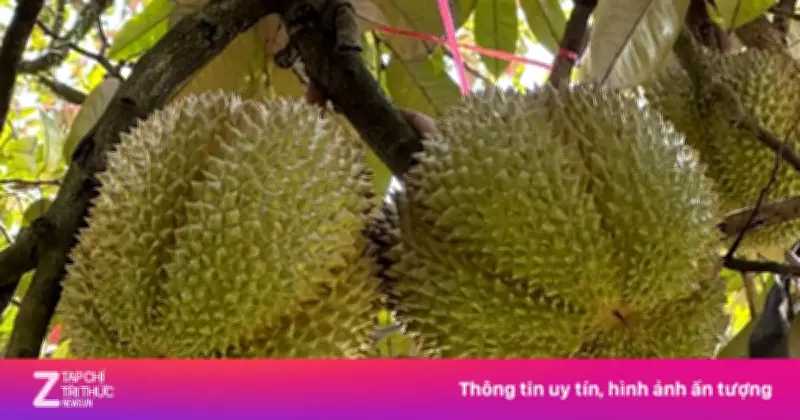 Đắk Lắk lần đầu đấu giá sầu riêng tại vườn trong Lễ hội Sầu riêng 2026