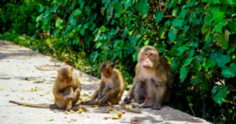 Khám phá 'đảo khỉ' giữa rừng ngập mặn Cù Lao Dung ở Cần Thơ