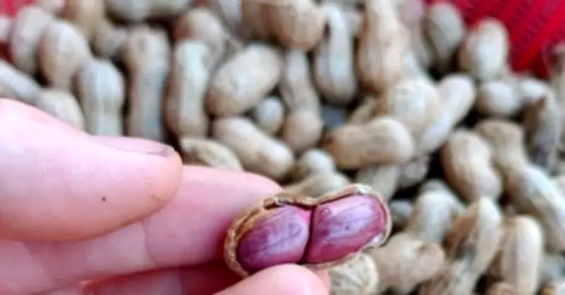 Loại hạt được ca ngợi vừa dinh dưỡng nhưng 2 nhóm người nên tránh xa