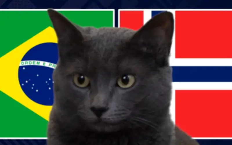 Mèo tiên tri Cass chọn Brazil thắng Na Uy ở vòng 1/8 World Cup