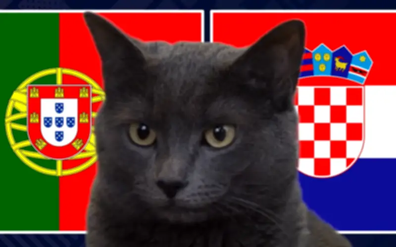 Mèo tiên tri dự đoán Croatia thắng Bồ Đào Nha tại World Cup 2026