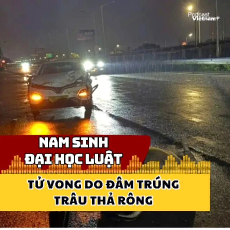 Nam sinh Đại học Luật tử vong do lái xe đâm trúng trâu thả rông
