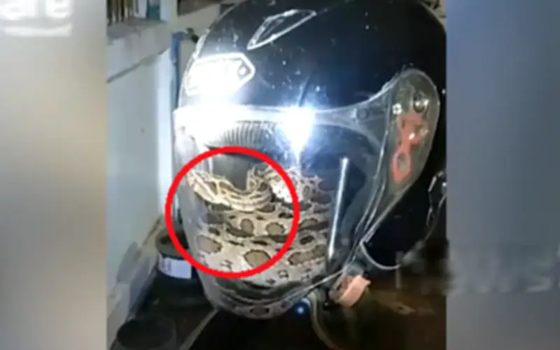 Người đàn ông Thái Lan phát hiện trăn lớn trong mũ bảo hiểm
