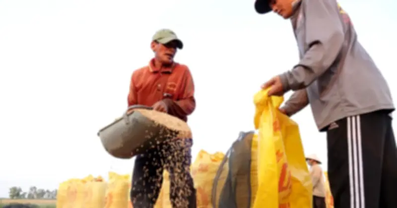 Philippines ngưng nhập gạo 5% tấm, giá gạo Việt Nam chững lại