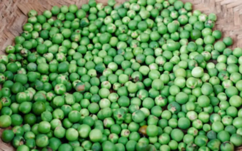 Quả đại xưa rụng đầy gốc nay thành đặc sản săn lùng giá 60.000 đồng/kg