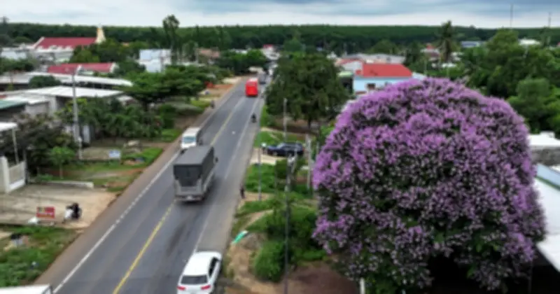Quốc lộ 20 rực tím hoa bằng lăng, cây hơn 20 năm 'níu chân' du khách