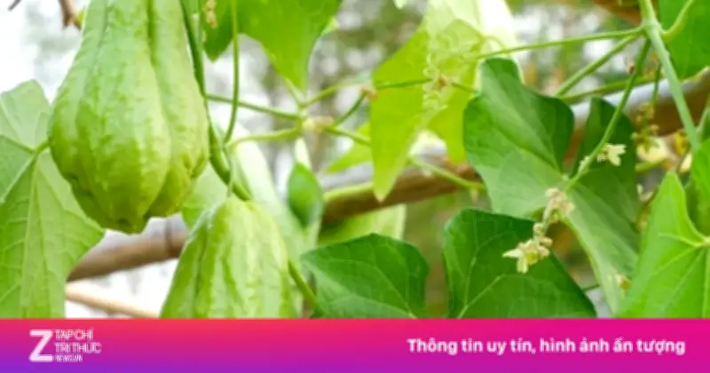 Su su: 'Kho báu' dinh dưỡng tốt cho gan, tim, tiêu hóa và làn da