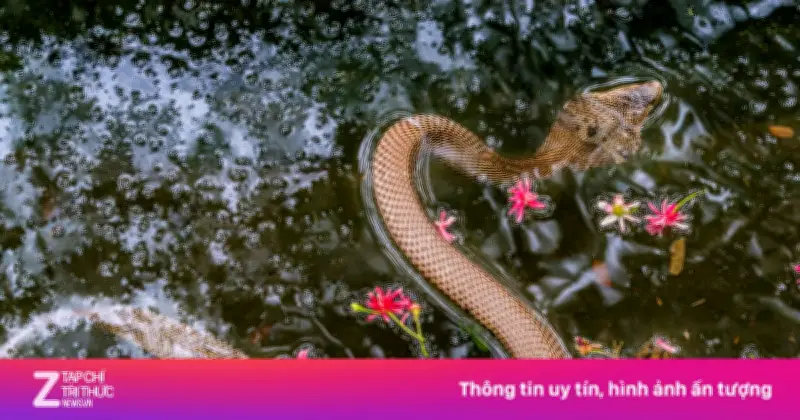Trại rắn Đồng Tâm cảnh báo 3 loài rắn cực độc dễ gặp mùa mưa