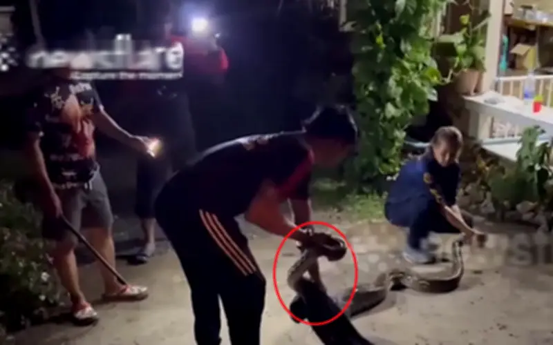 Trăn khổng lồ dài 3m nuốt chửng hai con mèo ở Thái Lan