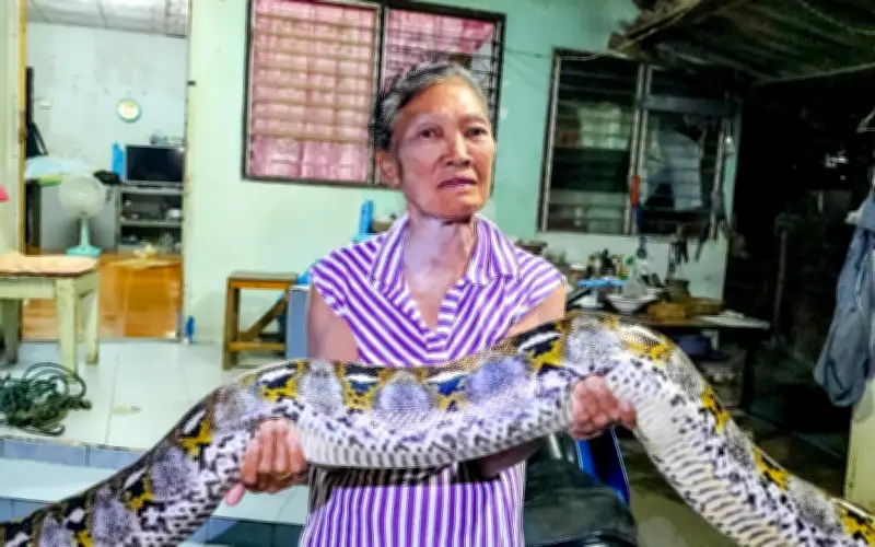 Trăn khổng lồ dài 4m nặng 30kg bò vào nhà dân ở Thái Lan