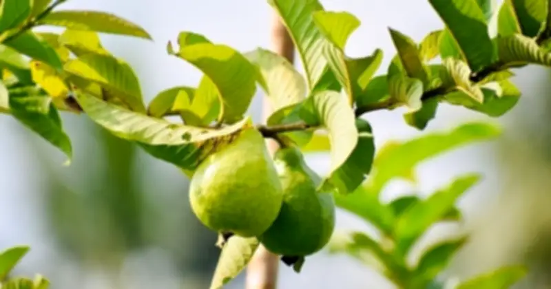 Uống nước lá ổi thay thuốc, đường huyết tăng gấp đôi: Bác sĩ cảnh báo
