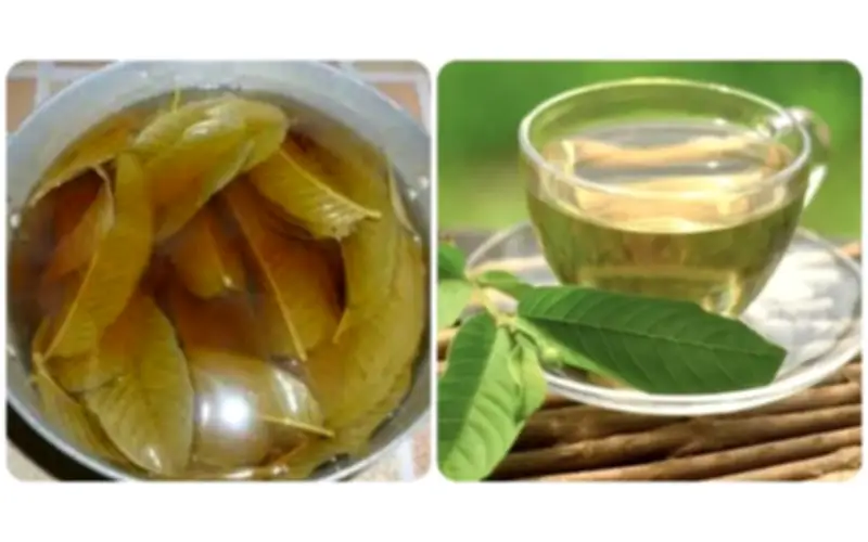 Uống nước lá ổi tươi có tác dụng gì? Cách uống đúng chuẩn