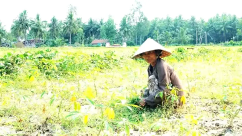Việt Nam đối mặt thoái hóa đất gần 11,8 triệu ha, chi phí khắc phục hàng trăm tỷ USD