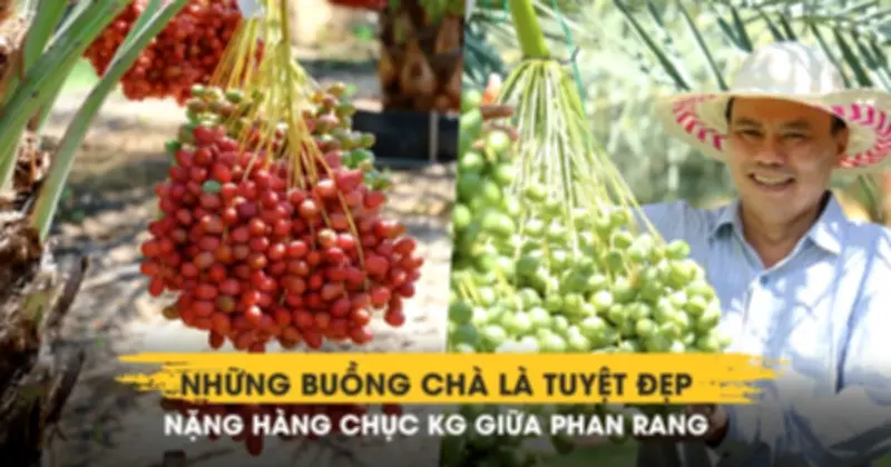 Vườn chà là hữu cơ trĩu quả giữa lòng Phan Rang thu hút du khách