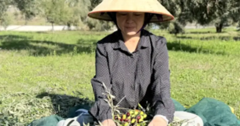 Vườn ô liu, nho của người Việt ở Hy Lạp: Không bón phân, phun thuốc