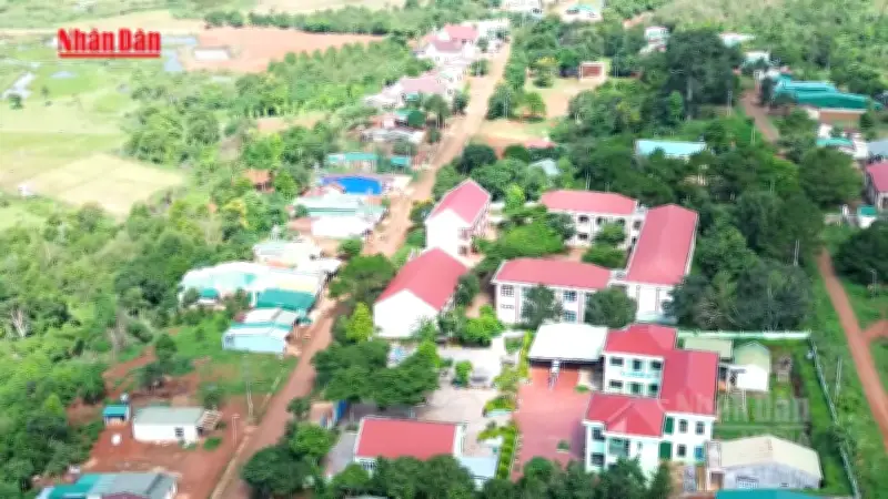 Xã biên giới Quảng Trực phủ xanh đồi bazan bằng cây mắc ca, cà phê