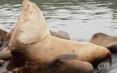 Hải sư 'Chonkers' nặng gần 1 tấn gây sốt tại cảng Pier 39 San Francisco