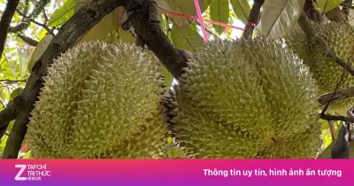 Đắk Lắk lần đầu đấu giá sầu riêng tại vườn trong Lễ hội Sầu riêng 2026