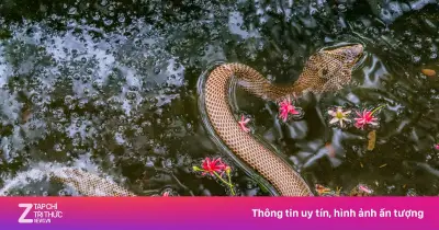 Trại rắn Đồng Tâm cảnh báo 3 loài rắn cực độc dễ gặp mùa mưa