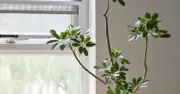4 loại cây nên trồng trong nhà: Lô hội, ngũ gia bì, xương rồng, hương thảo