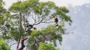 Bộ đề xuất giữ nguyên mô hình quản lý 4 vườn quốc gia liên tỉnh