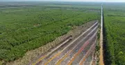 Biến cây rừng đất phèn thành gỗ đóng giường tủ