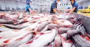 Cá tra Việt Nam dẫn đầu xuất khẩu thế giới, thu về 2,4 tỷ USD