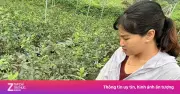 Công ty Greenland nhập lậu quả việt quất tươi trị giá hơn 10 tỷ đồng