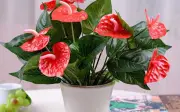 Cây phong thủy để bàn làm việc cho tuổi Dậu theo niên mệnh mang lại bình an