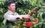 Giá cà phê Arabica tăng 6,7% do mưa lớn tại Brazil gây lo ngại thu hoạch