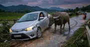 Hai lần chết hụt vì trâu bò thả rông: Lời cảnh tỉnh về an toàn giao thông