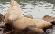 Hải sư 'Chonkers' nặng gần 1 tấn gây sốt tại cảng Pier 39 San Francisco