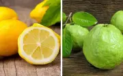 Ổi hay chanh giàu vitamin C hơn? Kết quả bất ngờ